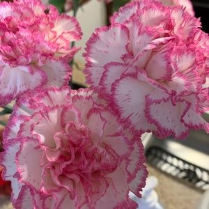 Meet your Posher, Mylene